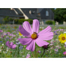 Blumenwiese "Bienen" 7m²